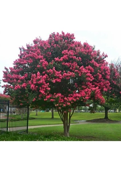 Tüplü Pembe Oya Ağacı Fidanı 50-70 cm Her Mevsim Dikilebilir fiyatları