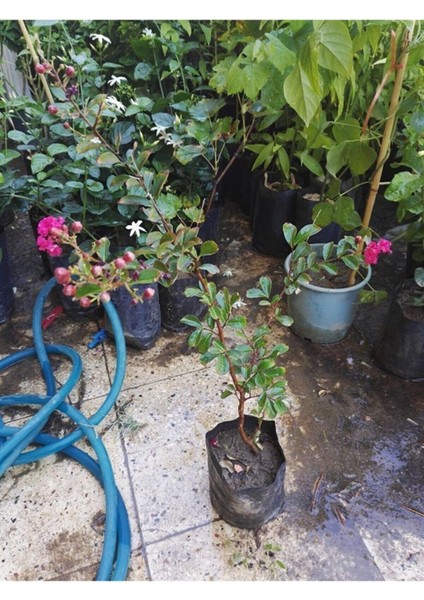 Tüplü Pembe Oya Ağacı Fidanı 50-70 cm Her Mevsim Dikilebilir modelleri