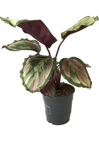 Calathea Roseopicta 'pink Medallion' (Dua Çiçeği)