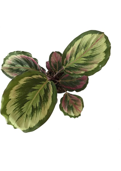 Calathea Roseopicta 'pink Medallion' (Dua Çiçeği) fiyatları
