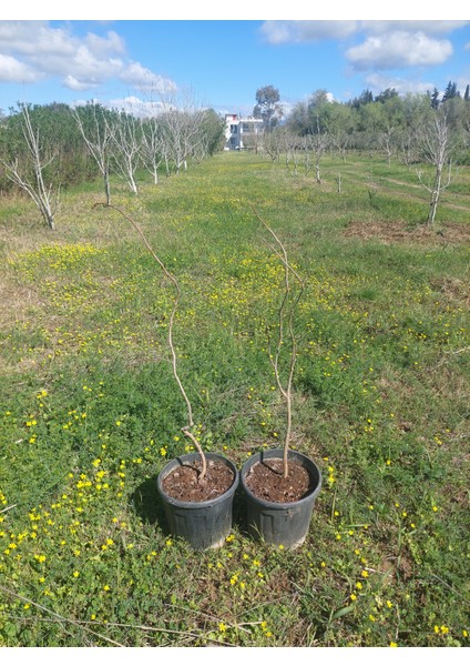 Marula Fidanı 3 Yaş 1 Mt. Üzeri (1 Erkek 1 Dişi) Tr'de Tek...