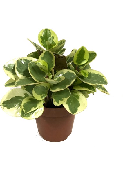 Peperomia Obtipan 'Bicolor'