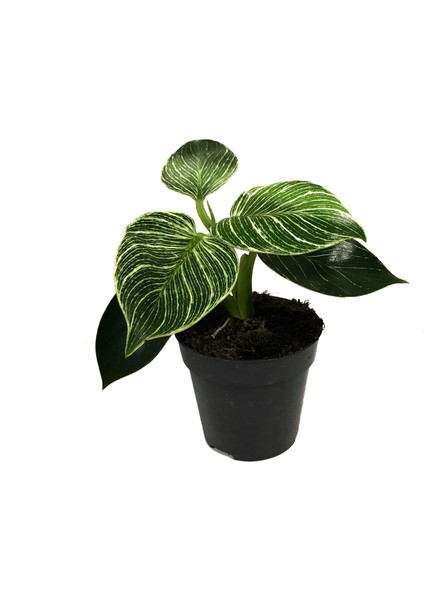 Philodendron Birkin