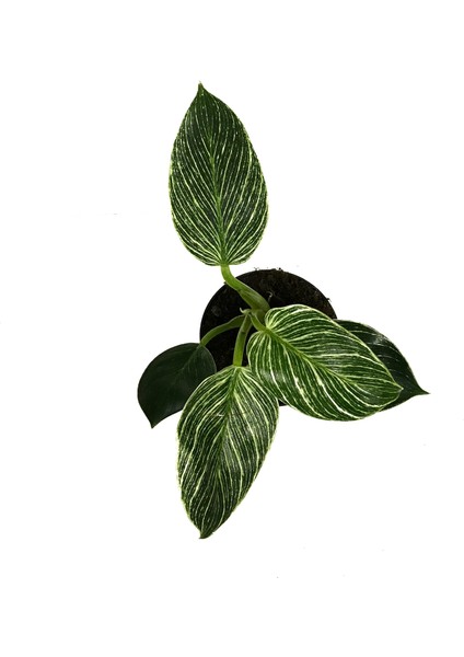 Philodendron Birkin