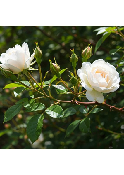 3 Yaş Beyaz Renk Sarmaşık Gül Fidanı