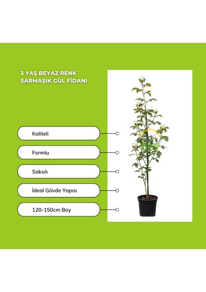 3 Yaş Beyaz Renk Sarmaşık Gül Fidanı fiyatları
