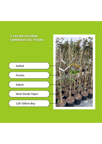3 Yaş Beyaz Renk Sarmaşık Gül Fidanı modelleri