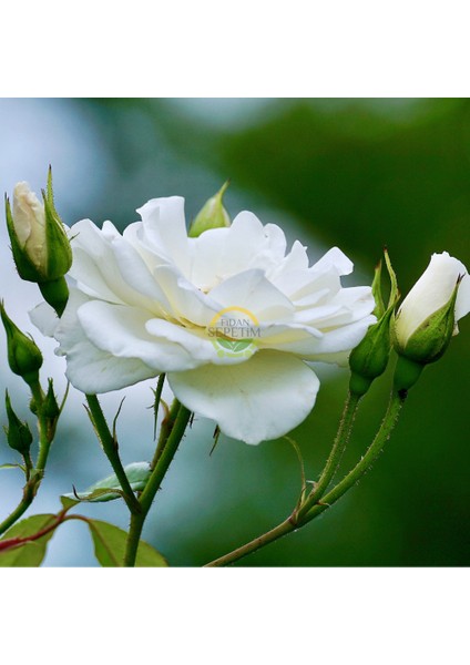 3 Yaş Beyaz Renk Sarmaşık Gül Fidanı fırsatları