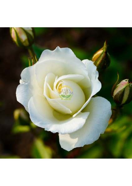 3 Yaş Beyaz Renk Sarmaşık Gül Fidanı indirimleri