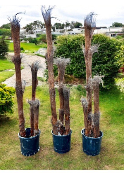 Yapraksız 130 cm Yapay Bambu Ağaç - Doğal Görünümlü Dekoratif Bitki, Iç ve Dış Mekan Uyumlu