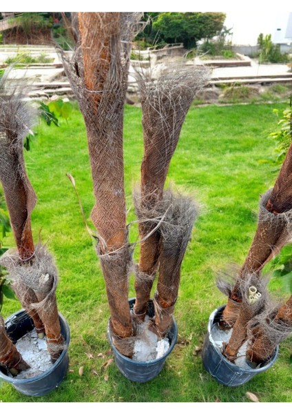 Yapraksız 130 cm Yapay Bambu Ağaç - Doğal Görünümlü Dekoratif Bitki, Iç ve Dış Mekan Uyumlu fiyatları