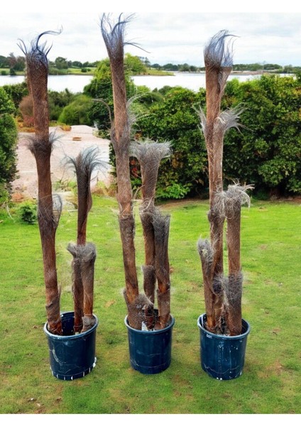 Yapraksız 130 cm Yapay Bambu Ağaç - Doğal Görünümlü Dekoratif Bitki, Iç ve Dış Mekan Uyumlu fırsatları