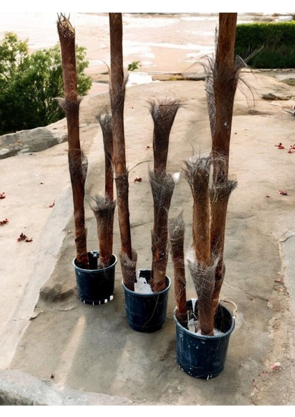 Yapraksız 130 cm Yapay Bambu Ağaç - Doğal Görünümlü Dekoratif Bitki, Iç ve Dış Mekan Uyumlu indirimleri