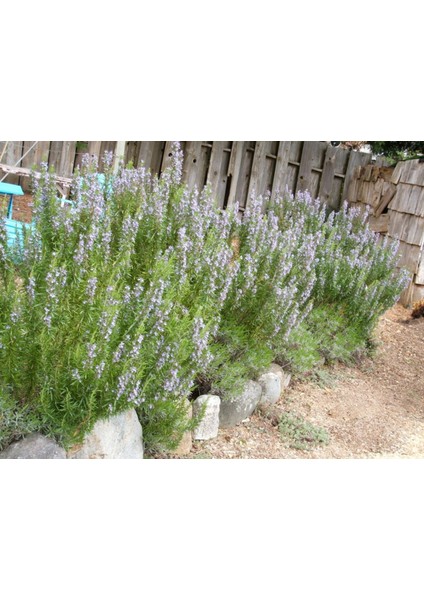 Biberiye – Rosmarinus Officinalis 20 Adet