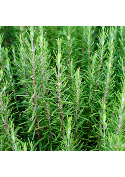Biberiye – Rosmarinus Officinalis 20 Adet