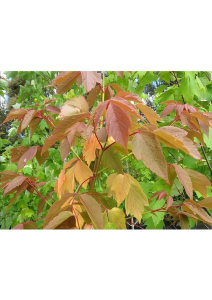 Acer Negundo Dişbudak Yapraklı Akçaağaç 10 Adet