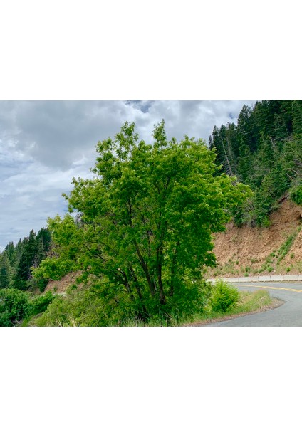 Acer Negundo Dişbudak Yapraklı Akçaağaç 10 Adet fiyatları