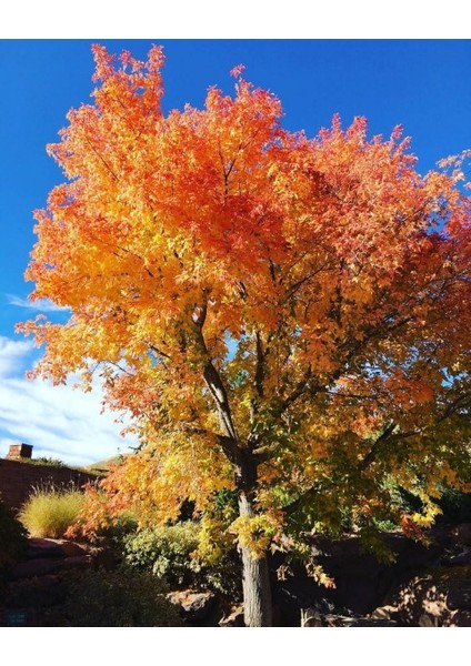 Acer Negundo Dişbudak Yapraklı Akçaağaç 10 Adet modelleri