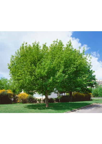 Acer Negundo Dişbudak Yapraklı Akçaağaç 10 Adet fırsatları