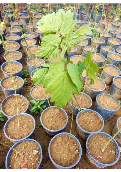 Acer Negundo Dişbudak Yapraklı Akçaağaç 10 Adet indirimleri