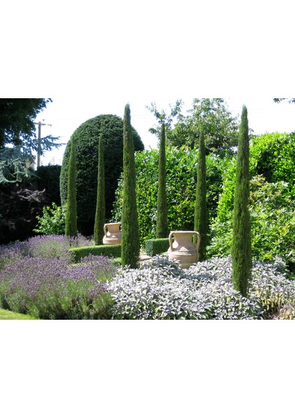 Akdeniz Servisi (Cupressus Sempervirens) 50 Adet