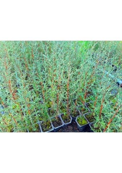 Akdeniz Servisi (Cupressus Sempervirens) 50 Adet