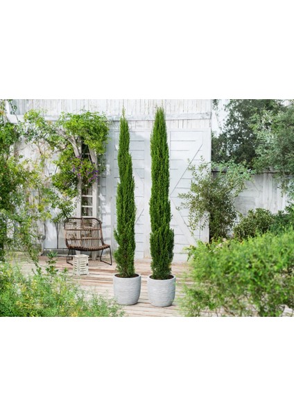 Akdeniz Servisi (Cupressus Sempervirens) 100 Adet