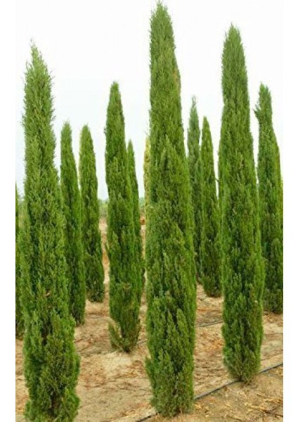 Akdeniz Servisi (Cupressus Sempervirens) 100 Adet modelleri