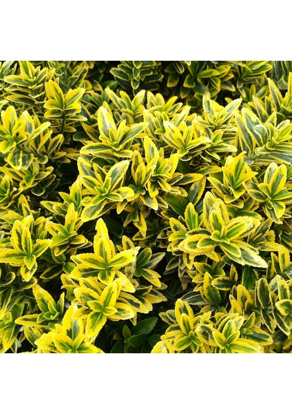 Altuni Çıtır Taflan - Euonymus Microphyllus Pulchellus Aureus (Ce