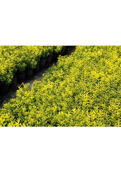 Altuni Çıtır Taflan - Euonymus Microphyllus Pulchellus Aureus (Ce