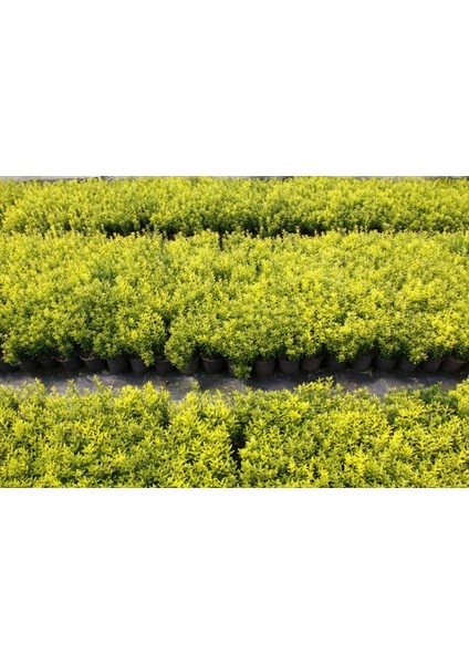 Altuni Çıtır Taflan - Euonymus Microphyllus Pulchellus Aureus (Ce