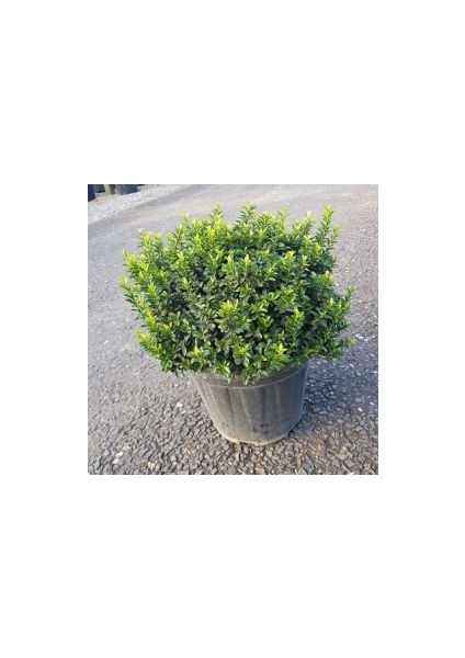 Altuni Çıtır Taflan - Euonymus Microphyllus Pulchellus Aureus (Ce