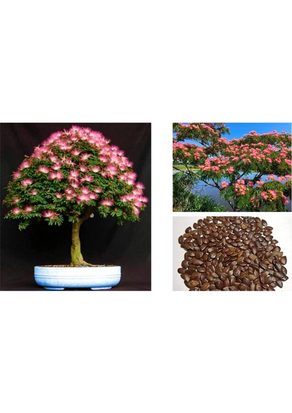 Gülibrişim Ağacı Tohumu 100 Adet (Bonsai Tekniğine Uygun Tür)