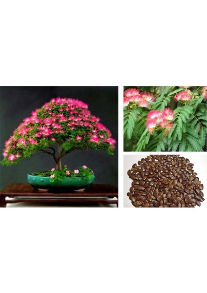 Gülibrişim Ağacı Tohumu 20 Adet ( Bonsai Türü )