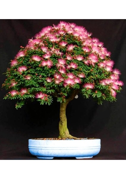 Gülibrişim Ağacı Tohumu 20 Adet ( Bonsai Türü )