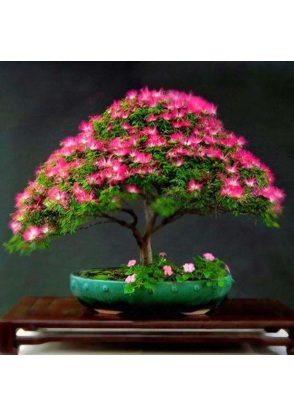 Gülibrişim Ağacı Tohumu 20 Adet ( Bonsai Türü )
