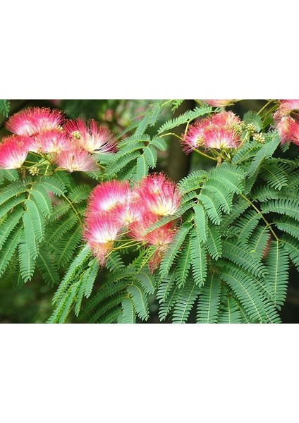 Gülibrişim Ağacı Tohumu 20 Adet ( Bonsai Türü )