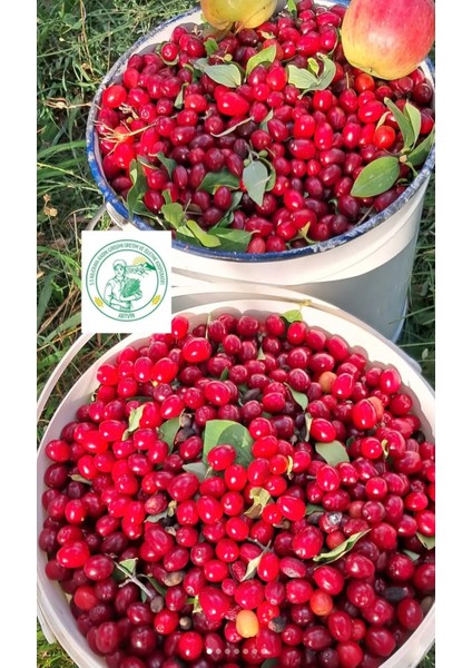 Kızılcık Reçeli (Doğal, Katkısız, Ev Yapımı) 250 gr modelleri