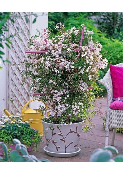 Jasminum Polyanthum – Çin Yasemini