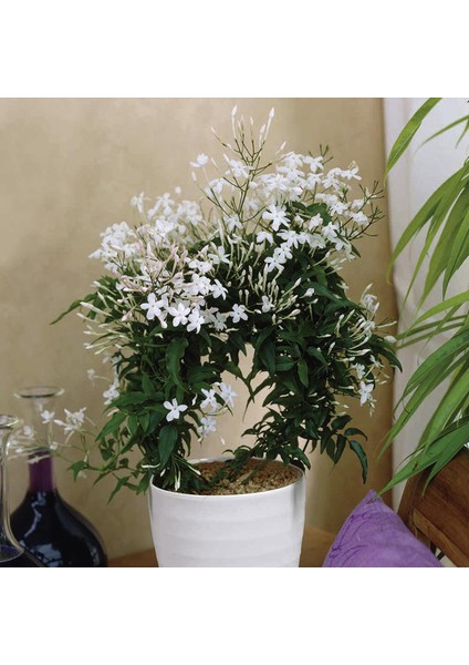 Jasminum Polyanthum – Çin Yasemini