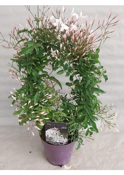 Jasminum Polyanthum – Çin Yasemini