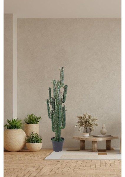 Yapay Çiçek Kaktüs Ağacı Siyah Saksıda 145*37 cm 10 Kollu indirimleri