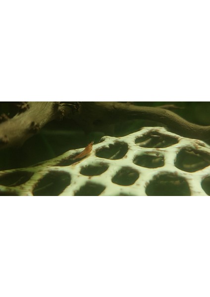 BYR3D Homefish AP-1000 Su Filtresi Için Kap Gövdesi 3D859697