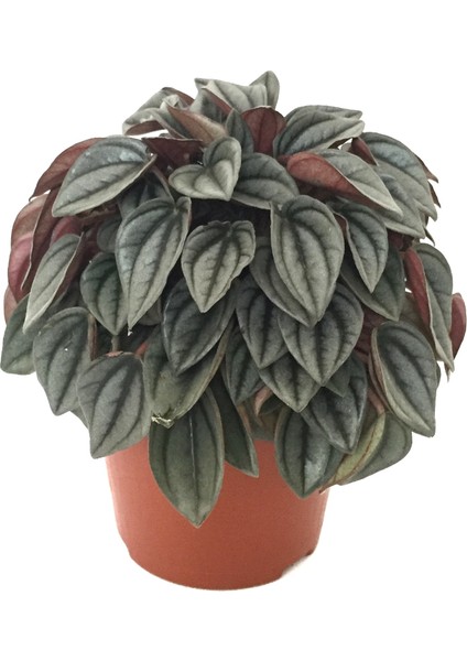 Peperomia Caperata 'Platinum'