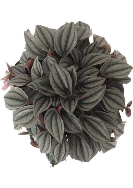 Peperomia Caperata 'Platinum'