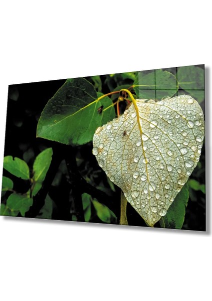 Marsilyan- Su Damlası Yeşil Yaprak Cam Tablo