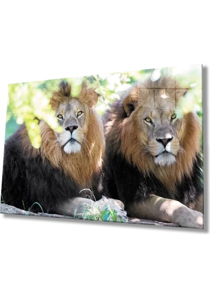 Marsilyan- Aslan Cam Tablo