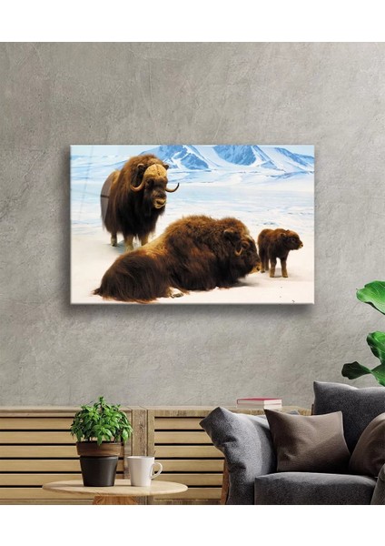 Marsilyan- Misk Öküzü Hayvan Cam Tablo fiyatları