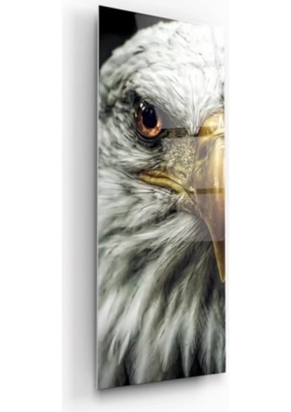 Kartal Tema Cam Tablo modelleri