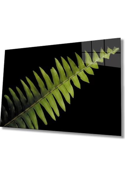 Marsilyan- Aşk Merdiveni Çiçeği Yeşil Bitki